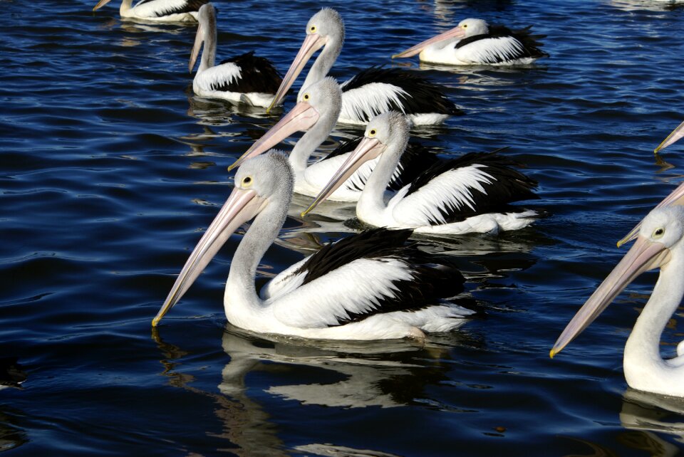 Water wildlife beak