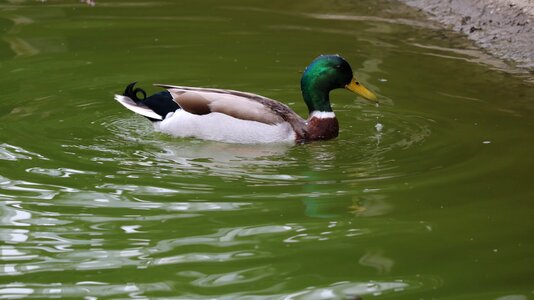 Nature birds mallard
