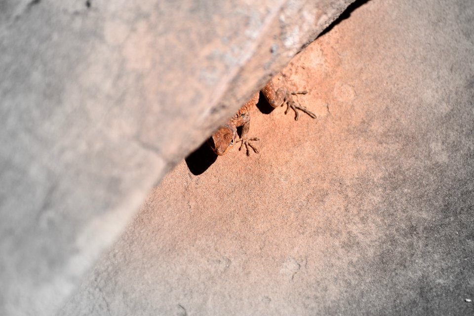Lizard peeks out (35637823786)