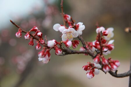 Outdoors flowers cherry blossom photo