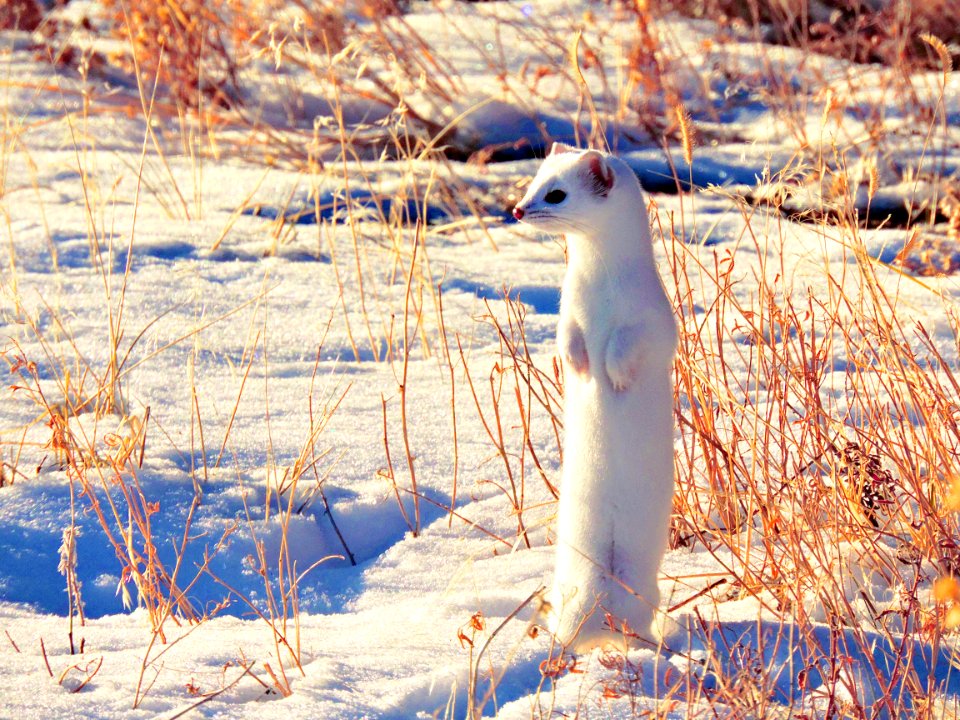 Long-Tailed Weasel in Snow (39986233213)