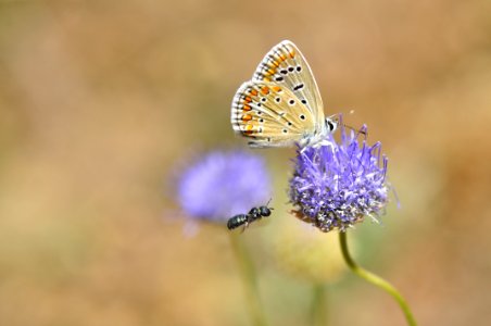 Looking for flowers (44078874752)