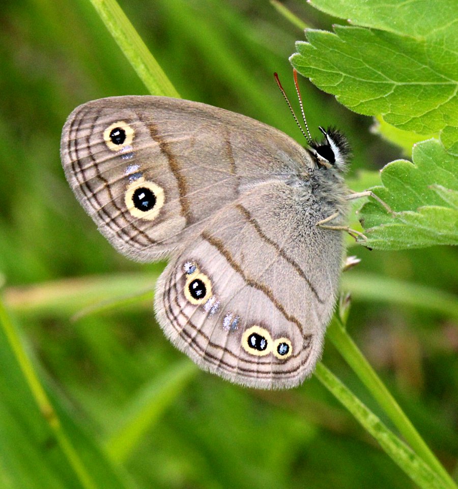 Little Wood Satyr (Megisto cymela) (5807711699)
