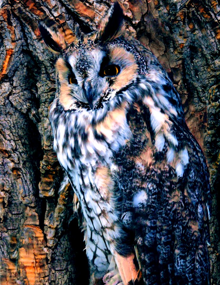 Long-Eared Owl (39431475760)