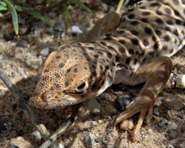 Long Nose Leopard Lizard (Gambelia wislizenii) (27454982010) photo