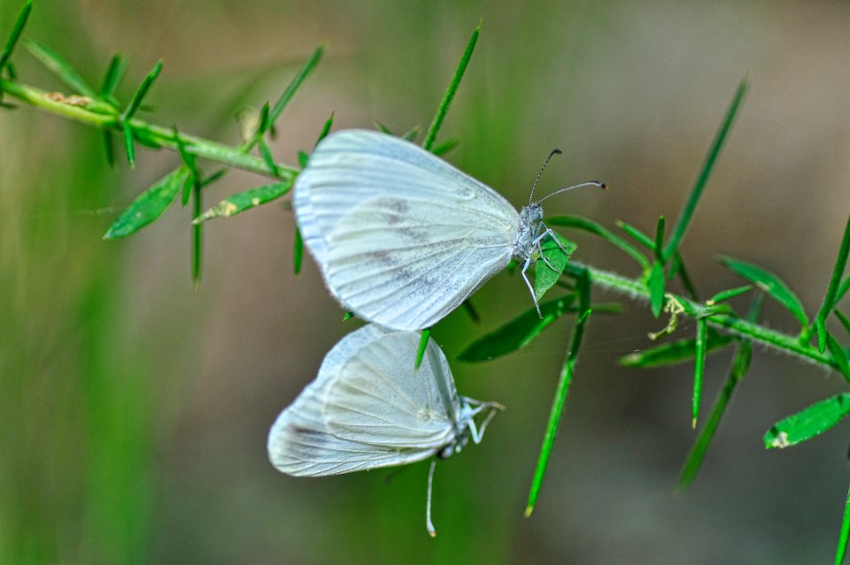 Love of butterflies (41744620760)
