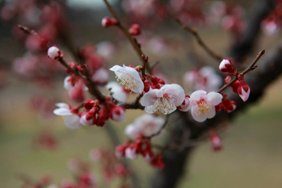 Outdoors flowers cherry blossom