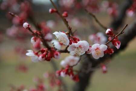 Outdoors flowers cherry blossom photo