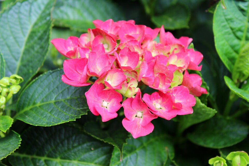 Blossom leaves summer