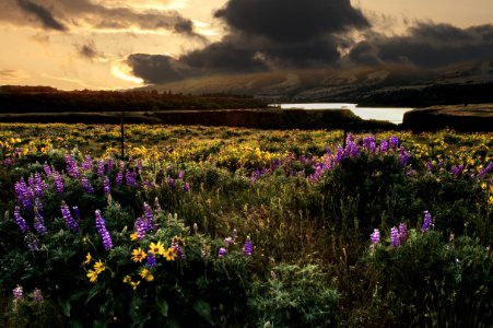Lupine at Rowena Crest, Oregon - Flickr - Bonnie Moreland (free images)