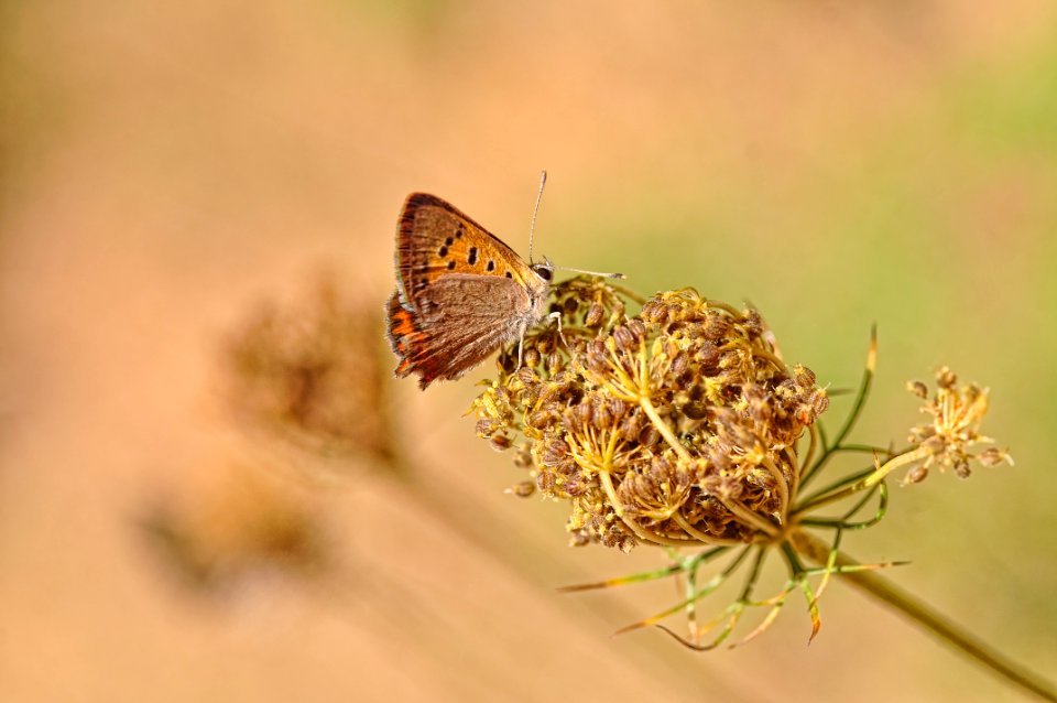 Lycaena Phlaeas - Manto Bicolor (28933093040)