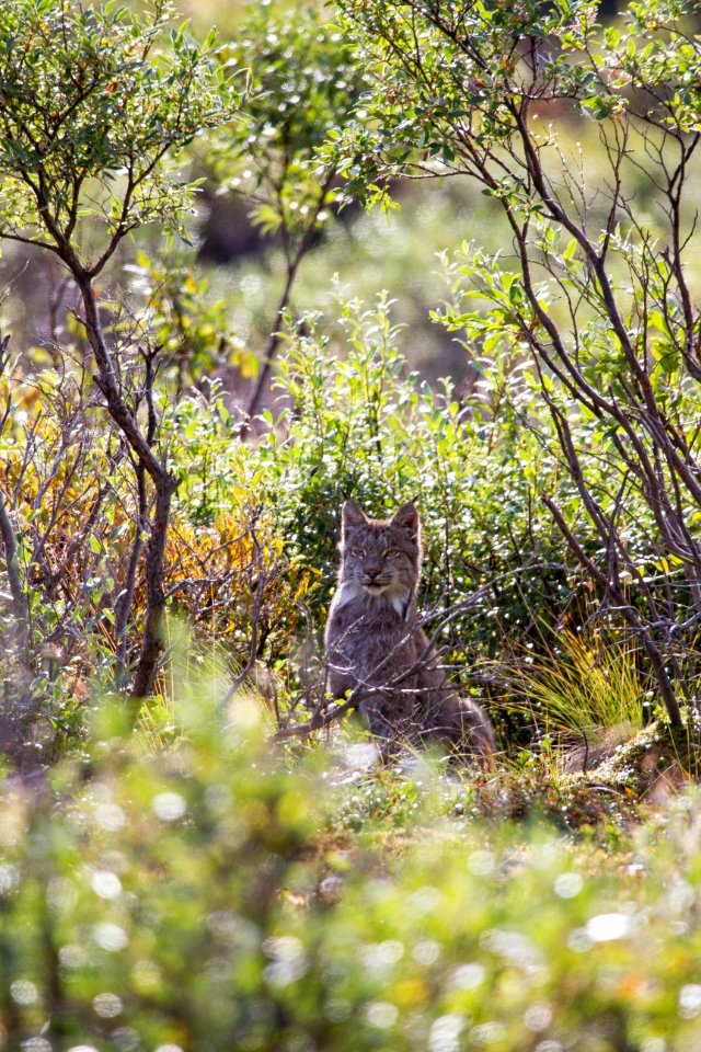 Lynx (33233280525)