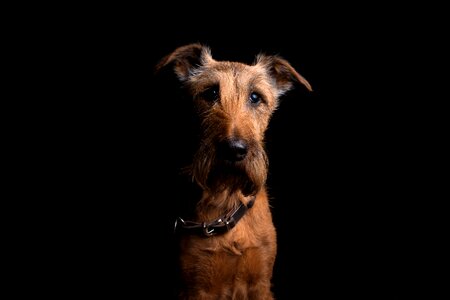 Pet terrier thoroughbred photo