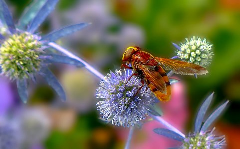 Macro sous lumix (42533431030)