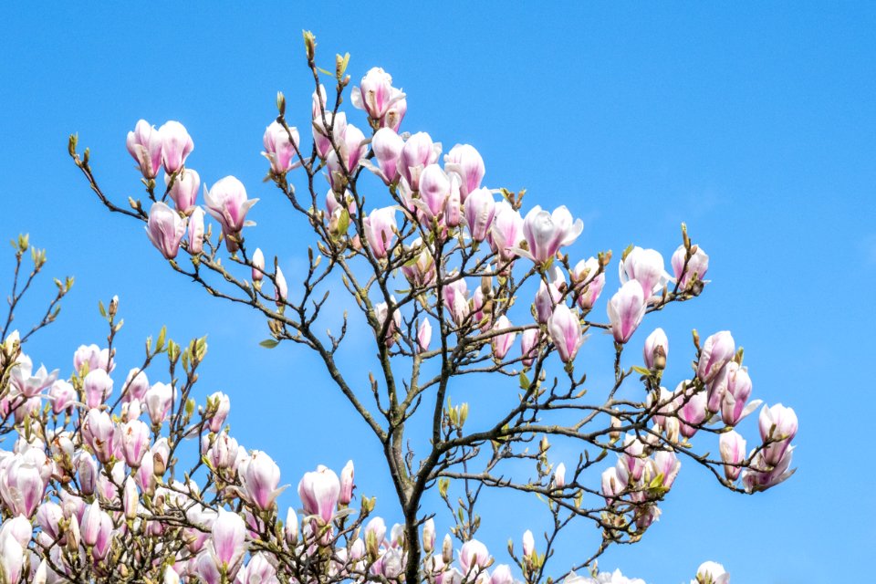 Magnolia tree, Picton area, Cheshire, UK, 2021. (51092758820)