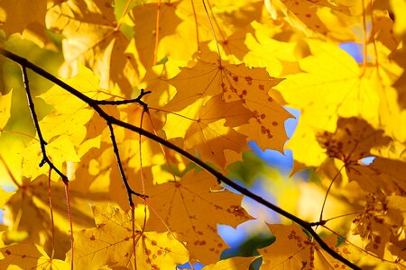 Leaves yellow red