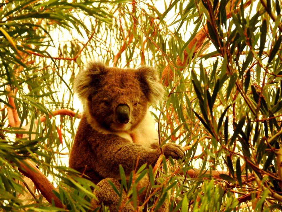 Mallacoota fires - a lucky koala (49341729832)