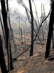 Mallacoota fires (49346477238)