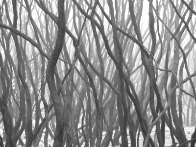 Mallacoota fires (49341506266)