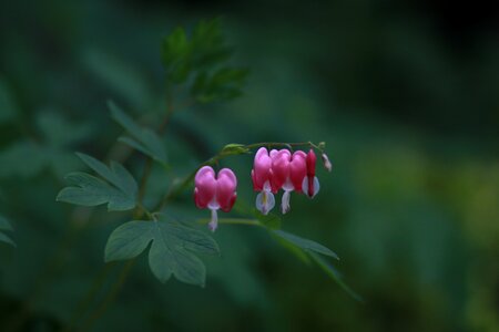 Flowers plants outdoors