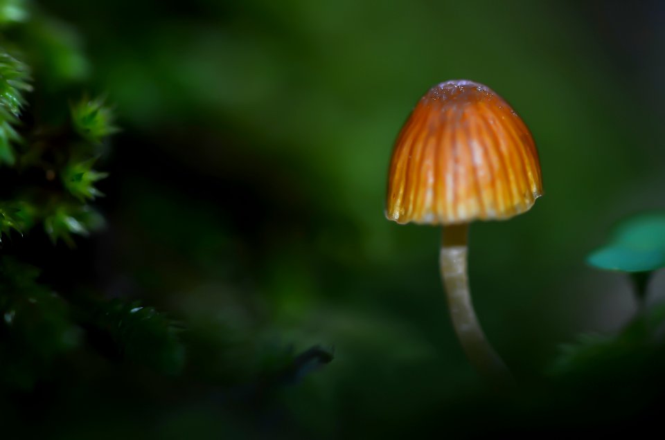 Macro champignon minuscule (30197697603)