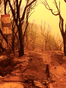 Mallacoota fires (49341506346)