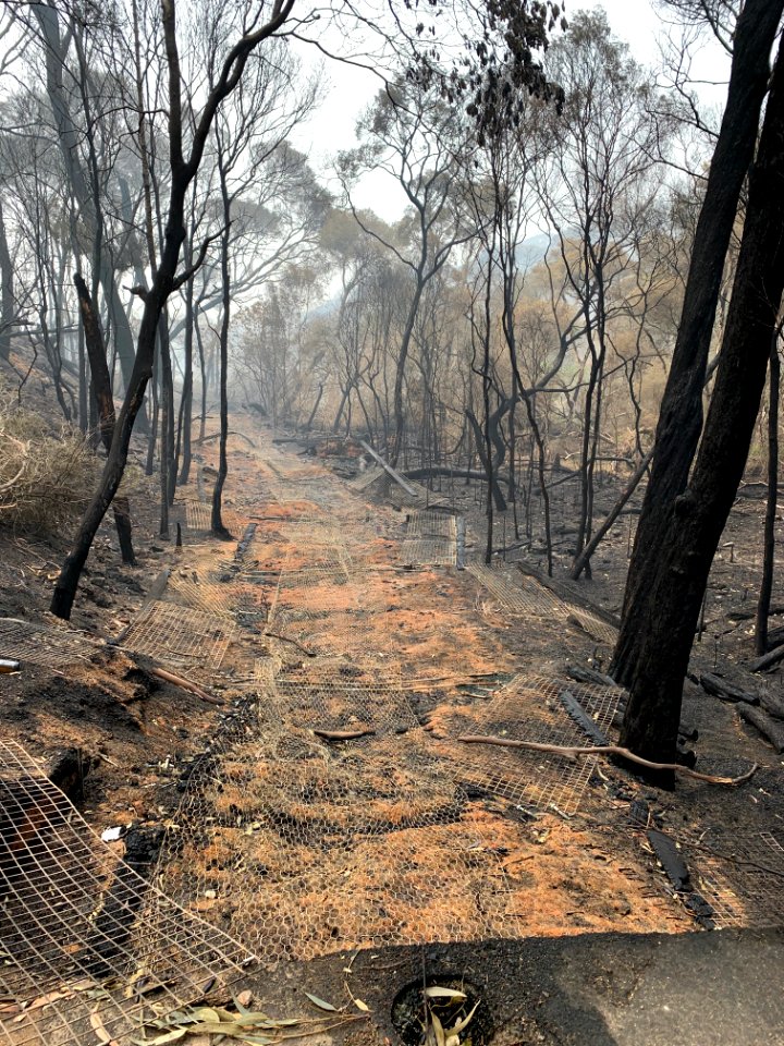 Mallacoota fires (49347150432)