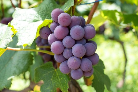 Wine uva cacho