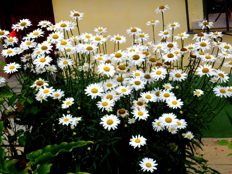Margaritas arbustivas (14675781614)