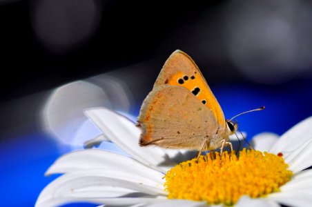 Mariposa (43648284491)