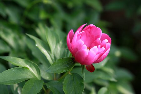 Flowers petal leaf photo