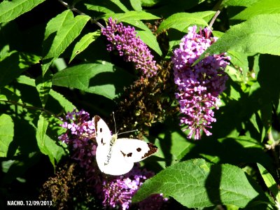 Mariposa (9850239615)