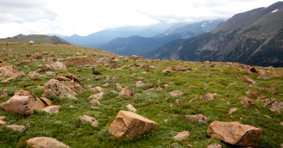 Marmots (48496782291)