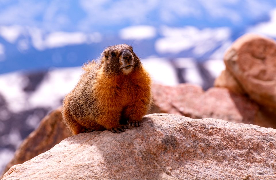 Marmot on Tundra (48602984452)