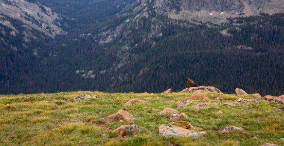 Marmots (48496951132)