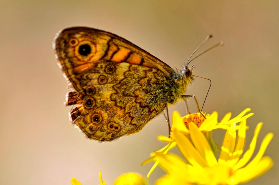 Mariposa (15708229949)