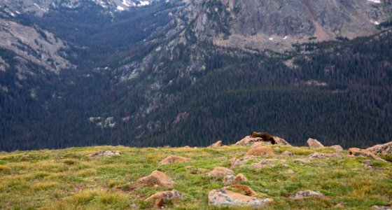 Marmots (48496783116)