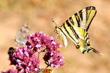 Mariposa Chupaleches (42223226320)