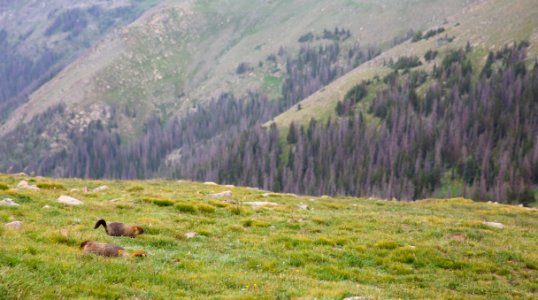 Marmots (48496782756)