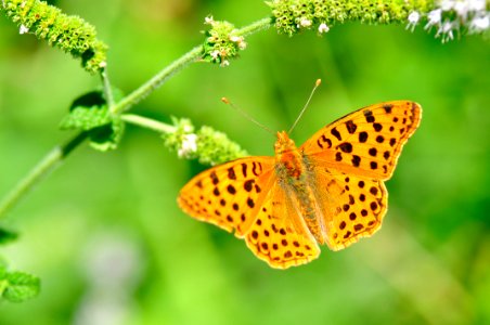 Mariposa (15811128891)