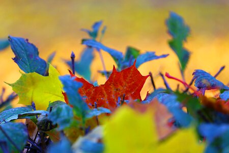 Leaves yellow red