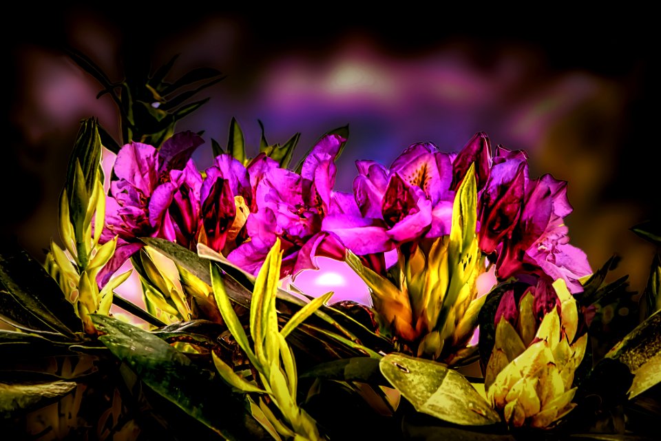 Massif de rhododendrons (44288663830)