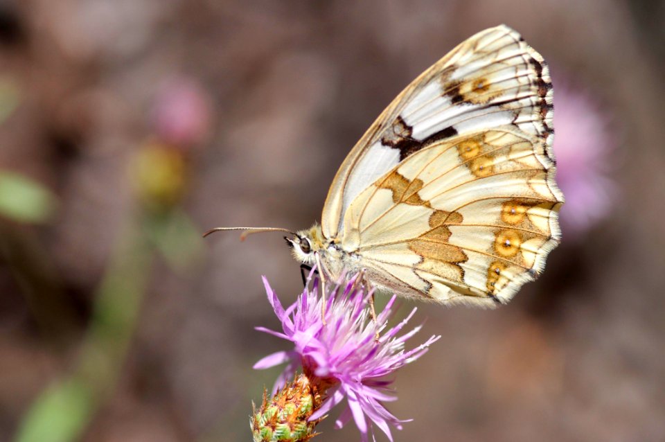 Melanargia - Medioluto (15627604988)