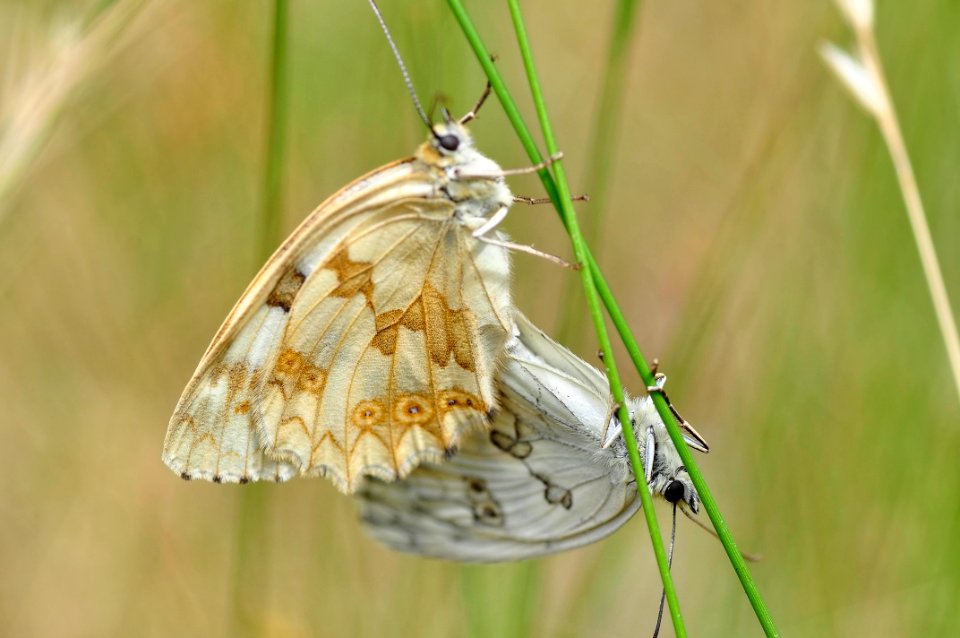 Melanargia - Medioluto (15310305864)