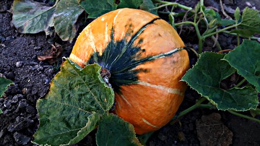 Nature vegetables autumn