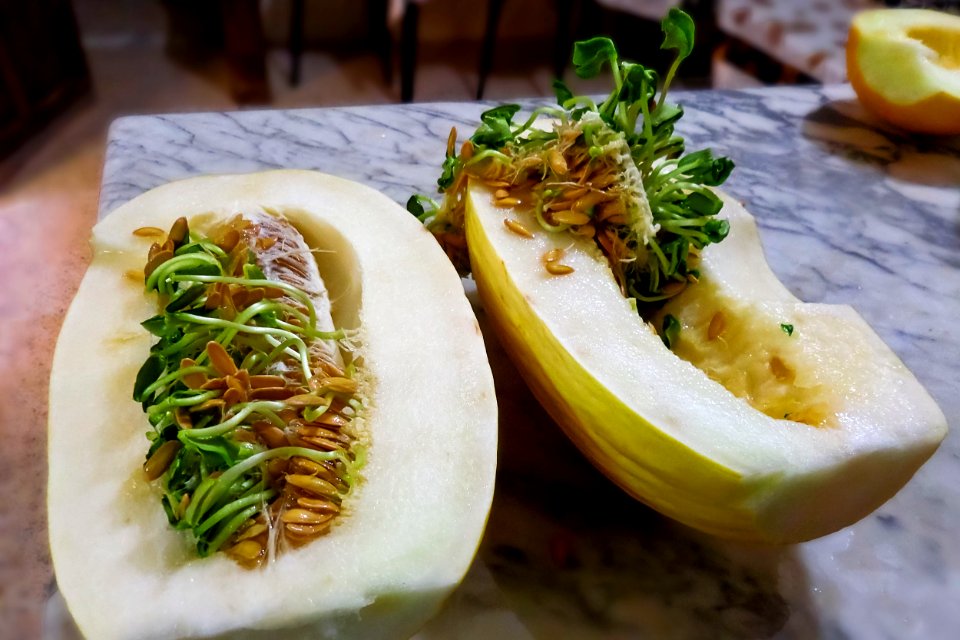 Melon jaune بطيخ اصفر (29971607385)