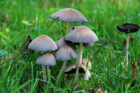 Nature fall undergrowth