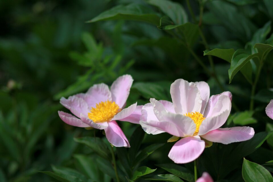 Flowers petal leaf photo