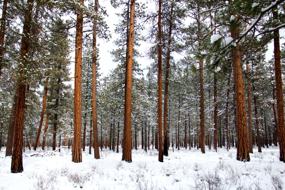 Metolius River area, red trees in snow, Deschutes National Forest. Oregon (39587628365)