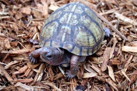 Mexican Box Turtle (51194221239)